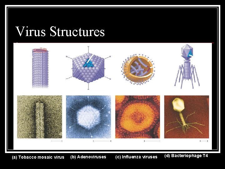 Virus Structures Capsomere of capsid RNA 18 250 mm Capsomere DNA Membranous envelope Head