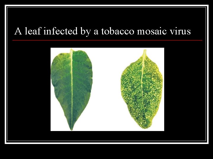 A leaf infected by a tobacco mosaic virus A leaf infected by a tobacco mosaic virus