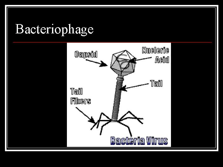 Bacteriophage Bacteriophage