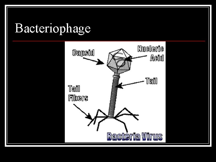 Bacteriophage 