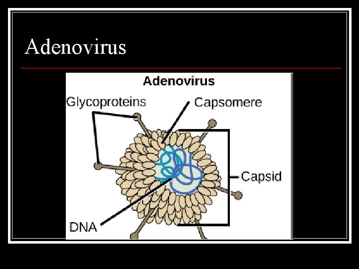 Adenovirus 