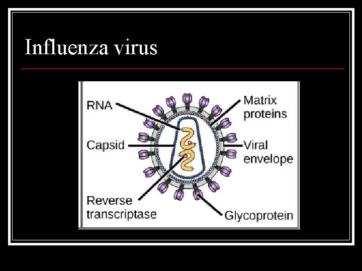Influenza virus Influenza virus