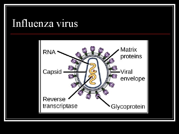 Influenza virus 