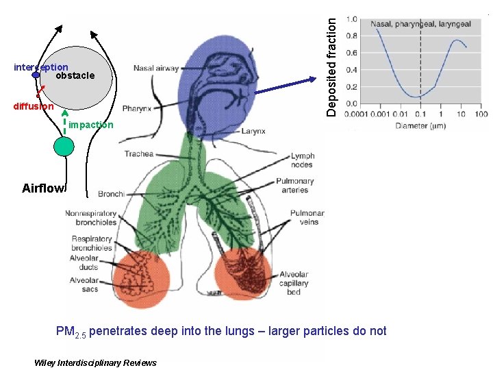 diffusion Deposited fraction interception obstacle impaction Airflow PM 2. 5 penetrates deep into the diffusion Deposited fraction interception obstacle impaction Airflow PM 2. 5 penetrates deep into the