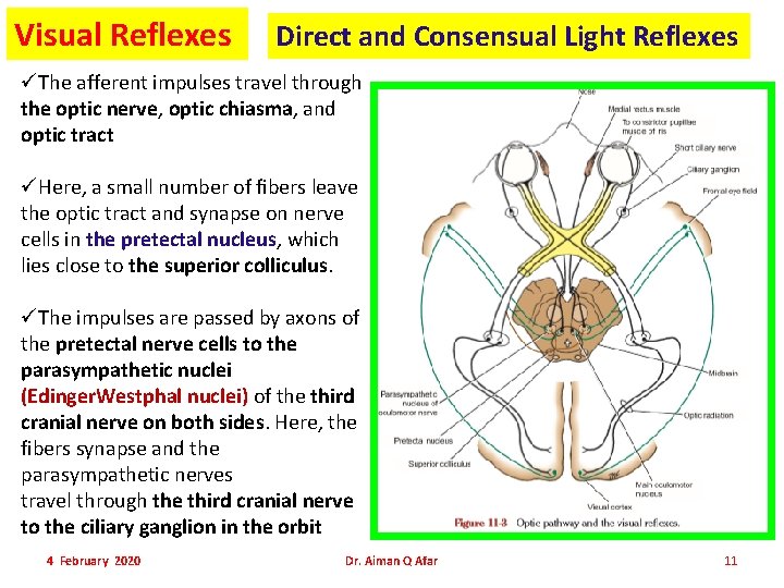 Visual Reflexes Direct and Consensual Light Reflexes üThe afferent impulses travel through the optic