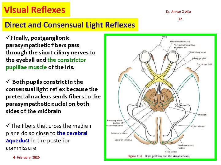 Visual Reflexes Direct and Consensual Light Reflexes üFinally, postganglionic parasympathetic ﬁbers pass through the