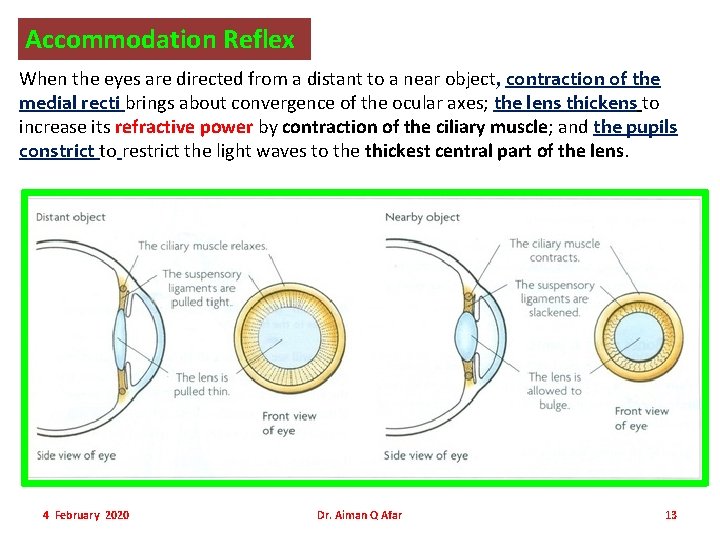 Accommodation Reflex When the eyes are directed from a distant to a near object,