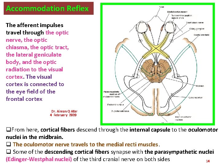 Accommodation Reflex The afferent impulses travel through the optic nerve, the optic chiasma, the