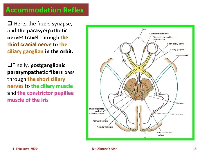 Accommodation Reflex q Here, the fibers synapse, and the parasympathetic nerves travel through the