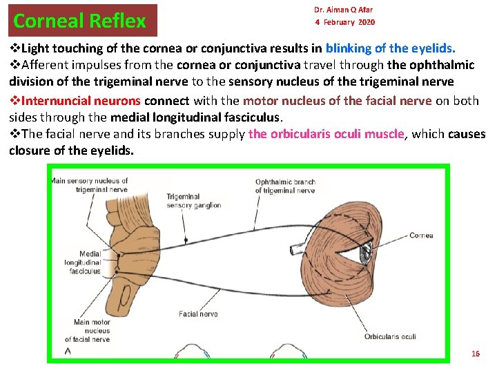 Corneal Reflex Dr. Aiman Q Afar 4 February 2020 v. Light touching of the