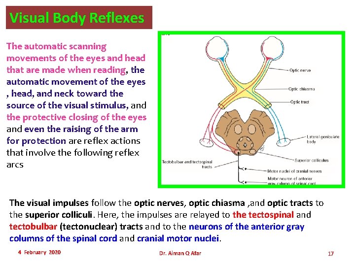 Visual Body Reflexes The automatic scanning movements of the eyes and head that are