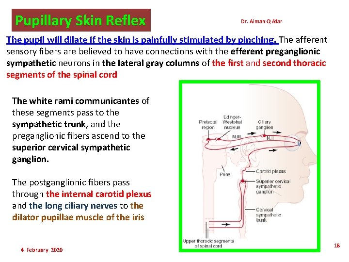 Pupillary Skin Reflex Dr. Aiman Q Afar The pupil will dilate if the skin