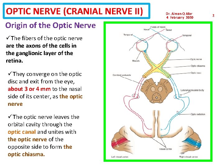 OPTIC NERVE (CRANIAL NERVE II) Origin of the Optic Nerve üThe ﬁbers of the