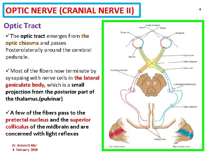 OPTIC NERVE (CRANIAL NERVE II) Optic Tract üThe optic tract emerges from the optic