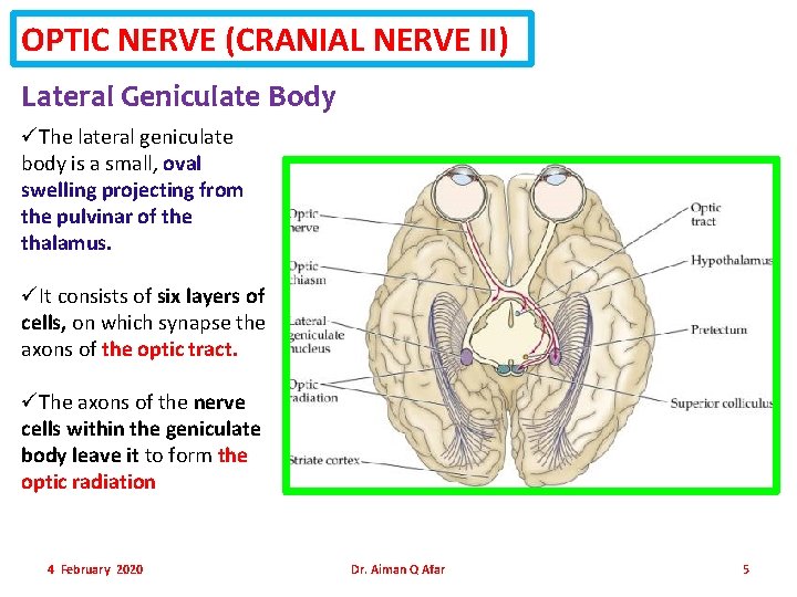 OPTIC NERVE (CRANIAL NERVE II) Lateral Geniculate Body üThe lateral geniculate body is a