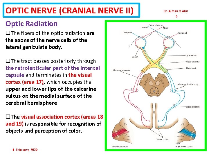 OPTIC NERVE (CRANIAL NERVE II) Optic Radiation q. The ﬁbers of the optic radiation