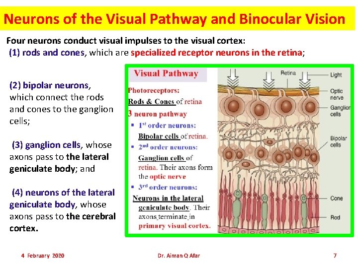 Neurons of the Visual Pathway and Binocular Vision Four neurons conduct visual impulses to