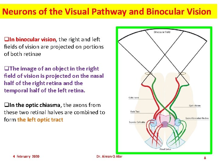 Neurons of the Visual Pathway and Binocular Vision q. In binocular vision, the right