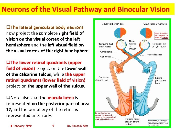 Neurons of the Visual Pathway and Binocular Vision q. The lateral geniculate body neurons