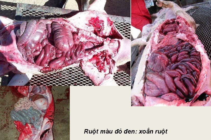 Ruột màu đỏ đen: xoắn ruột 