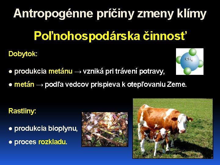 Antropogénne príčiny zmeny klímy Poľnohospodárska činnosť Dobytok: ● produkcia metánu → vzniká pri trávení