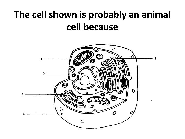 The cell shown is probably an animal cell because 