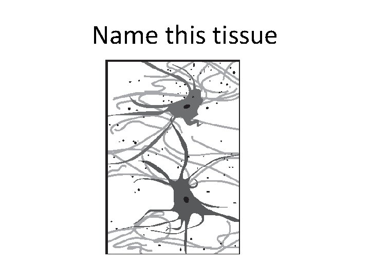 Name this tissue 