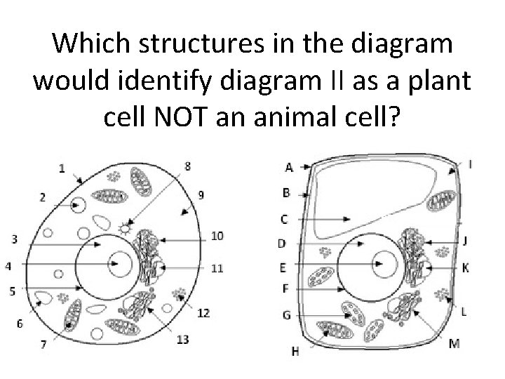 Which structures in the diagram would identify diagram II as a plant cell NOT