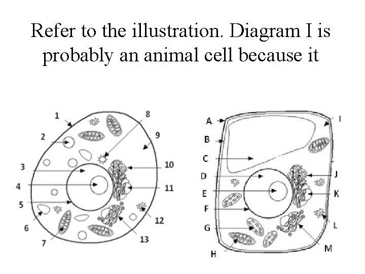 Refer to the illustration. Diagram I is probably an animal cell because it 