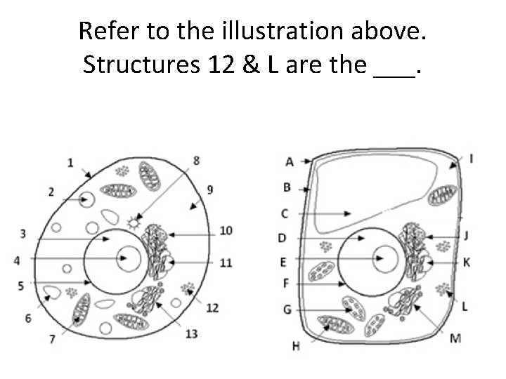 Refer to the illustration above. Structures 12 & L are the ___. 