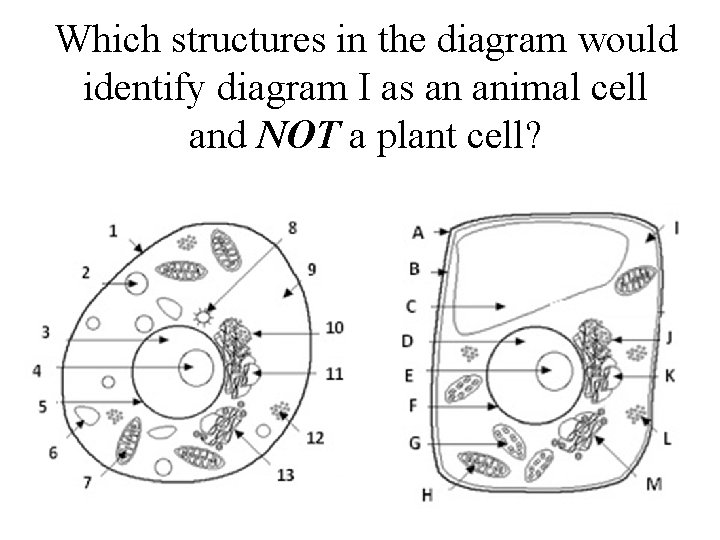 Which structures in the diagram would identify diagram I as an animal cell and