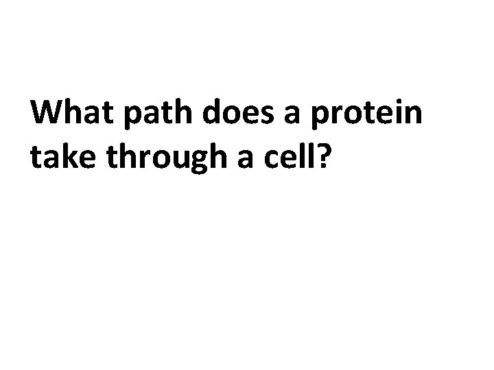 What path does a protein take through a cell? 
