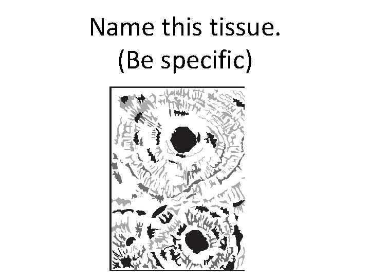 Name this tissue. (Be specific) 