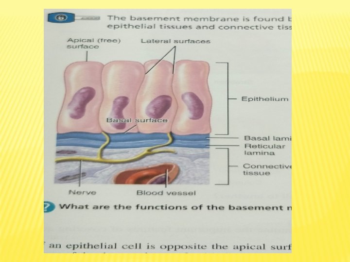 TISSUES BY DR Stella Selena M B B