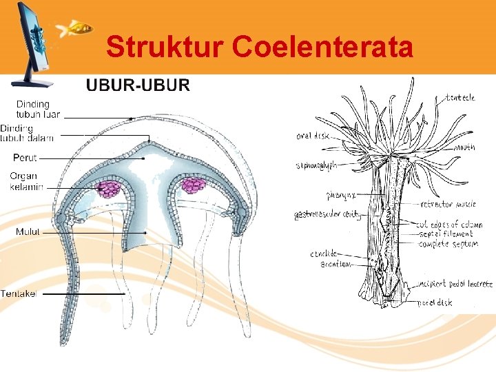 Struktur Coelenterata 