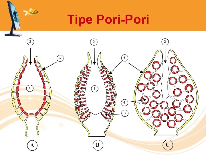 Tipe Pori-Pori 