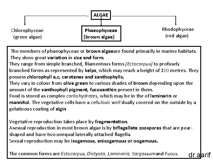 ALGAE Chlorophyceae (green algae) Phaeophyceae (brown algae) Rhodophyceae (red algae) The members of phaeophyceae