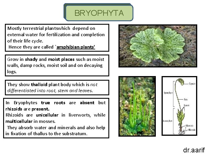 BRYOPHYTA Mostly terrestrial plantswhich depend on external water for fertilization and completion of their