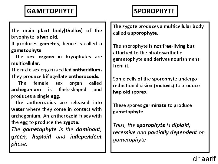 GAMETOPHYTE The main plant body(thallus) of the bryophyte is haploid. It produces gametes, hence