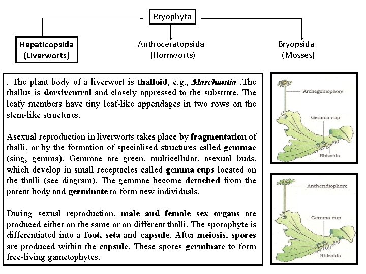 Bryophyta Hepaticopsida (Liverworts) Anthoceratopsida (Hornworts) . The plant body of a liverwort is thalloid,