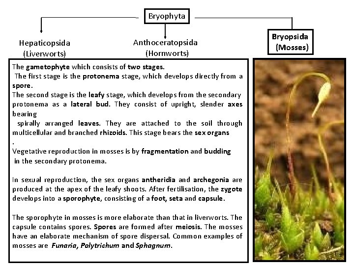 Bryophyta Hepaticopsida (Liverworts) Anthoceratopsida (Hornworts) The gametophyte which consists of two stages. The first