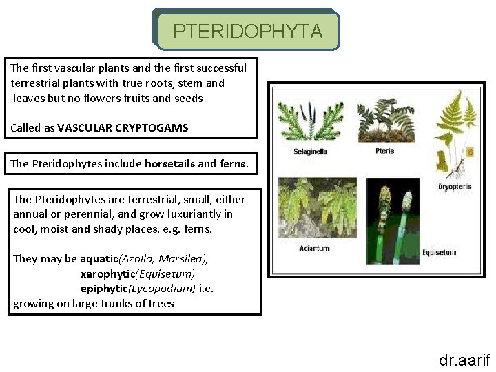 PTERIDOPHYTA The first vascular plants and the first successful terrestrial plants with true roots,