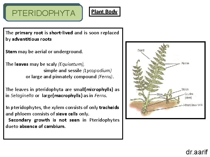 PTERIDOPHYTA Plant Body The primary root is short lived and is soon replaced by