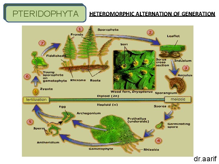 PTERIDOPHYTA HETEROMORPHIC ALTERNATION OF GENERATION dr. aarif 
