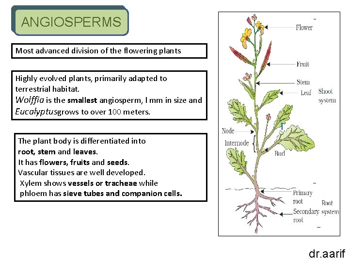 ANGIOSPERMS Most advanced division of the flowering plants Highly evolved plants, primarily adapted to