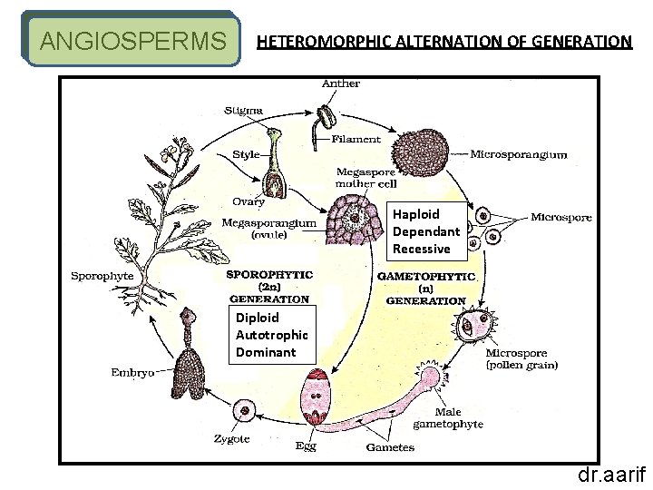 ANGIOSPERMS HETEROMORPHIC ALTERNATION OF GENERATION Haploid Dependant Recessive Diploid Autotrophic Dominant dr. aarif 