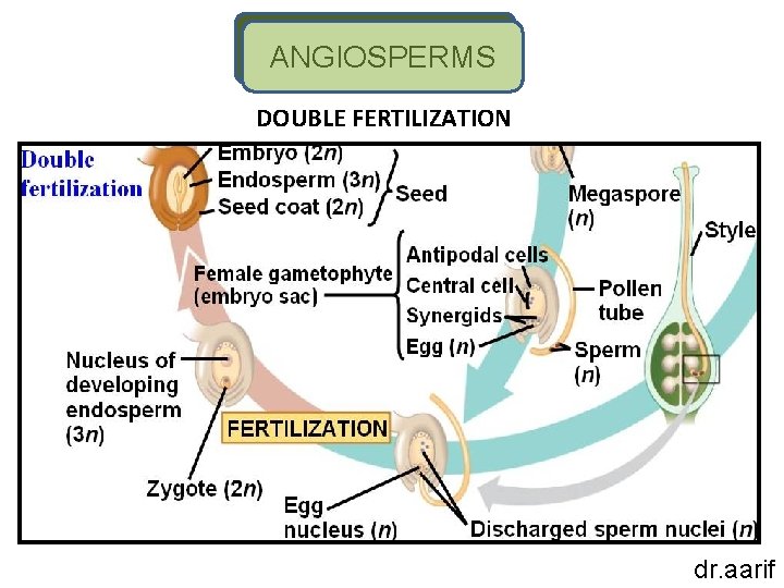 ANGIOSPERMS DOUBLE FERTILIZATION dr. aarif 