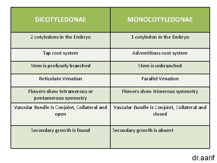 DICOTYLEDONAE MONOCOTYLEDONAE 2 cotyledons in the Embryo 1 cotyledon in the Embryo Tap root