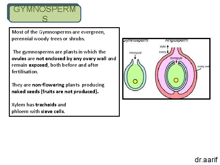 GYMNOSPERM S Most of the Gymnosperms are evergreen, perennial woody trees or shrubs. The