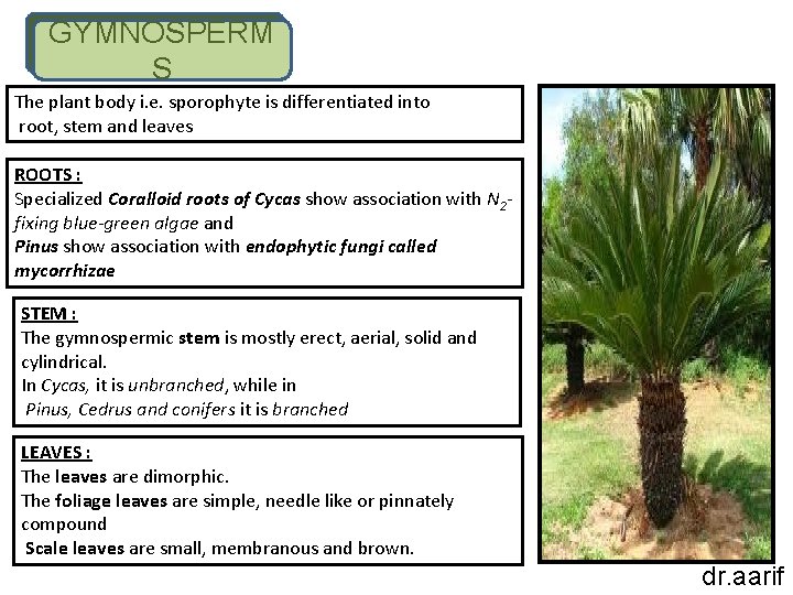 GYMNOSPERM S The plant body i. e. sporophyte is differentiated into root, stem and